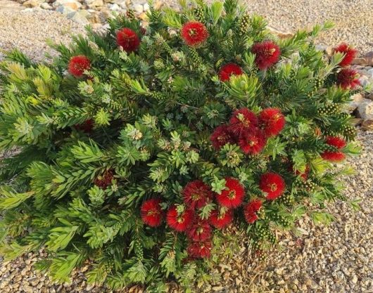 australian native bottle brush small round compact Callistemon viminalis Green Envy shrub