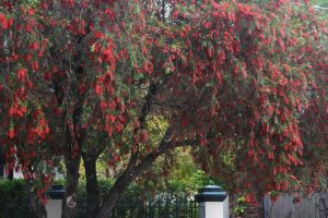 callistemon viminalis Hannah Ray Bottle Brush tree australian native tree with weeping foliage and bright red fluffy flowers