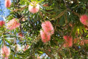 Callistemon viminalis Pink Champagne Bottle Brush soft pink fluffy flowers on australian native bottle brush shrub or tree