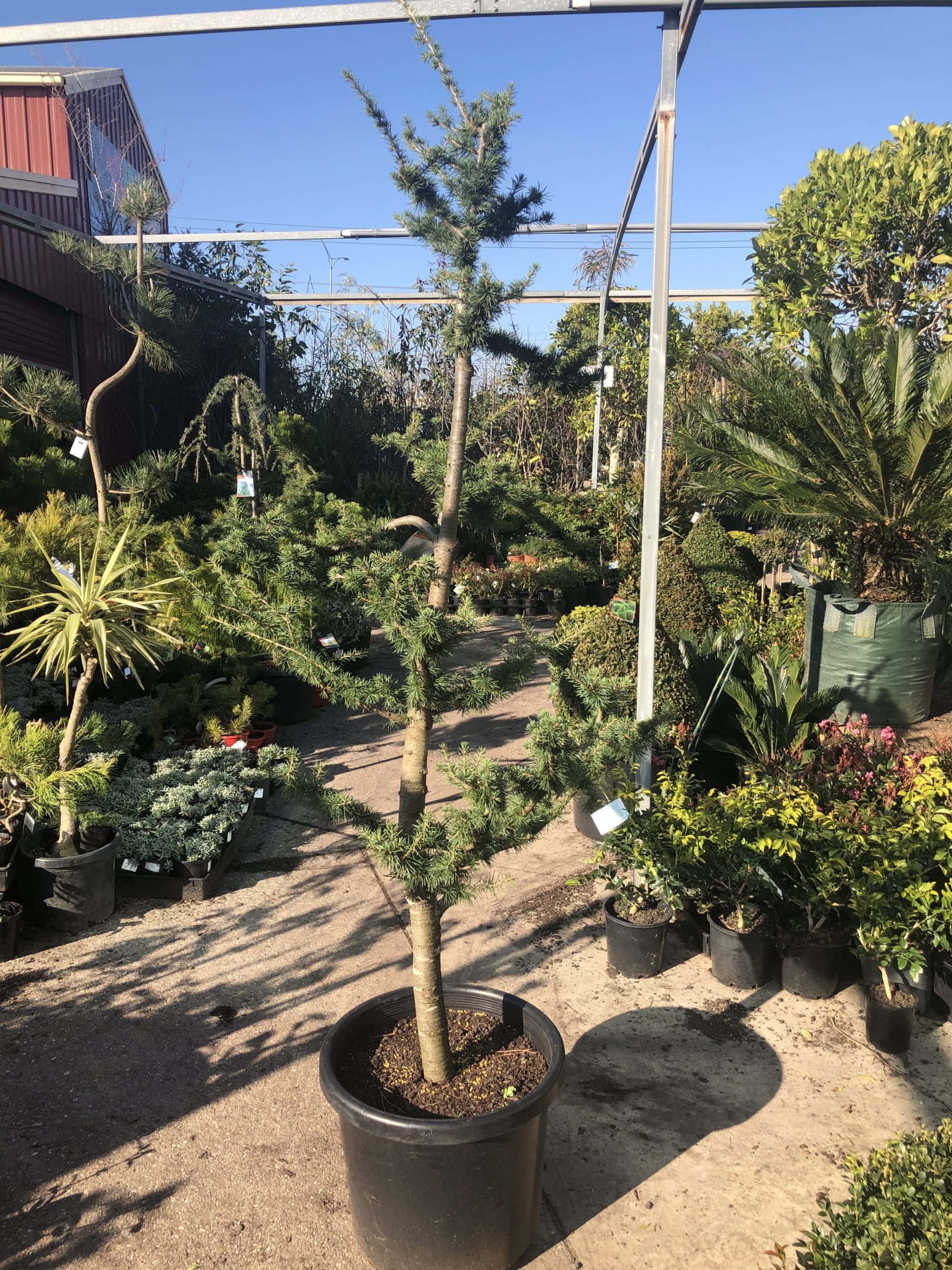 Cedrus 'Blue Atlas Cedar' 20" Pot - Hello Hello Plants ...