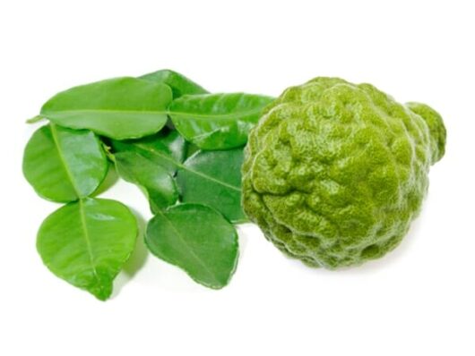 A Citrus 'Kaffir' Lime Dwarf Pipsqueak® 8" Pot with several kaffir lime leaves isolated on a white background showcases the distinct texture and vibrant green hue of this pipsqueak citrus.