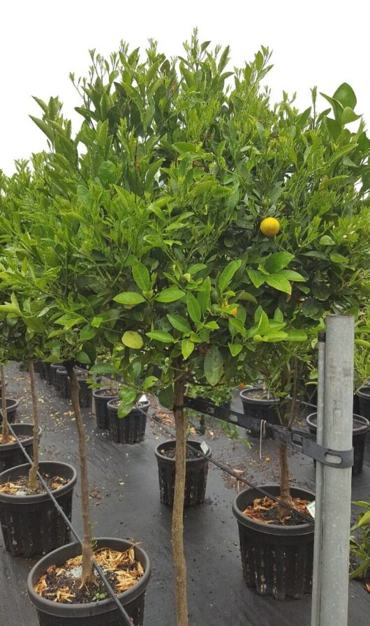 Several potted trees, including a Citrus Cumquat 'Marumi' Standard 50L, are placed in rows in a nursery. One tree bears a single visible yellow fruit.