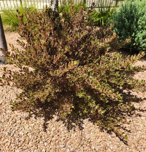Coprosma repens Evening Glow Mirror bush growing on gravel dirt glossy green yellow and pink foliage