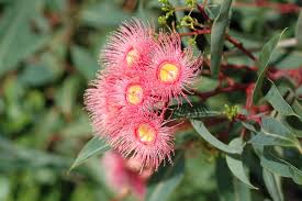 Close-up image of Corymbia's Hasting's Pink flowers with bright pink petals and yellow centers, surrounded by green leaves in a Corymbia 'Hasting's Pink' Gum 12" Pot.