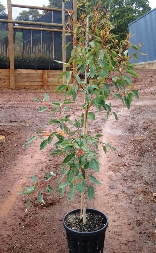 Young potted tree with green leaves and reddish stems set on a dirt pathway in an outdoor nursery. The Corymbia 'Hasting's Pink' Gum 12" Pot thrives in its 12" pot. Wooden structure and building visible in the background.