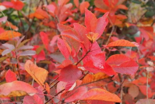 Close-up of a shrub with vibrant red and orange leaves, resembling the fiery hues of a Cotinus 'Flame' Smoke Bush, indicating the fall season.