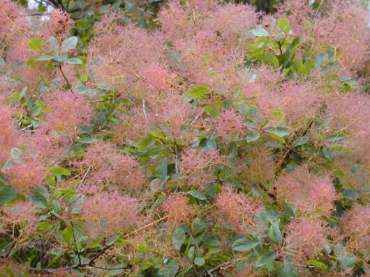 A Cotinus 'Flame' Smoke Bush with thin, wispy pink flowers and green leaves.