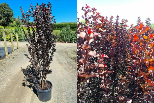 Lagerstroemia 'Diamonds in the Dark®' (Best Red) Crepe Myrtle 12" Pot