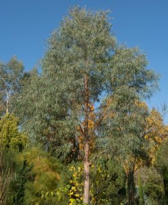 Eucalyptus nicholii Black Peppermint Gum. Asutralian Native Gum Tree growing in native garden with bky sky