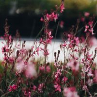 gaura belleza dark pink butterflu bush growing in the garden