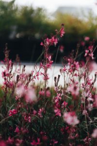 gaura belleza dark pink butterflu bush growing in the garden