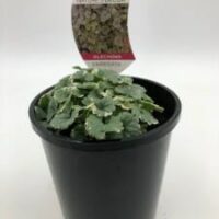 A Glechoma variegata 'Creeping Charlie' 6" Pot in a black plastic container with a label reading "Nature's Décor" and displaying an image of the plant.