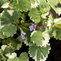 This image showcases a close-up of Glechoma variegata 'Creeping Charlie' 6" Pot, featuring green and white variegated leaves along with small purple flowers.
