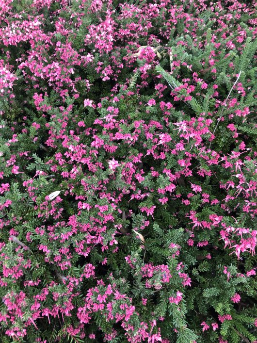 A dense bush with numerous small, pink flowers among green foliage, the Grevillea 'Strawberry Smoothie' plant looks as delightful as a Strawberry Smoothie.