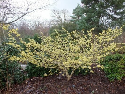 A small Hamamelis 'Witch Hazel' Yellow 13" Pot with light yellow flowers blooms in a garden surrounded by other trees and shrubs on a cloudy day, thriving in its 13" pot.