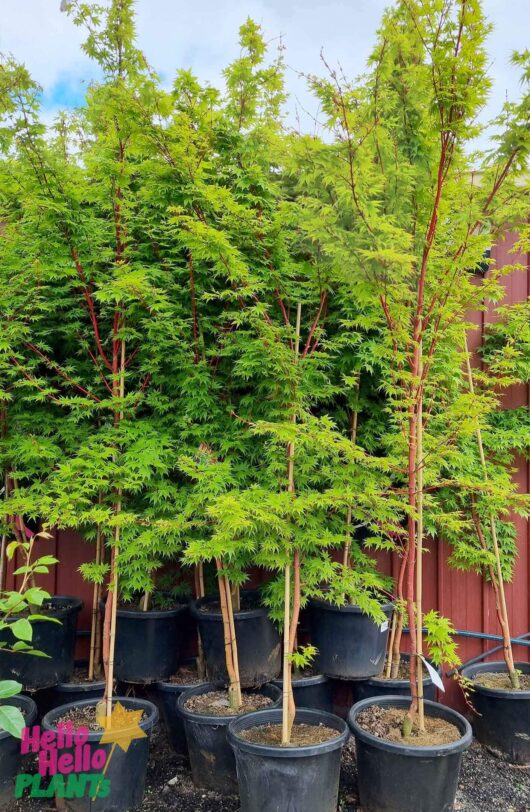 Acer 'Senkaki/Coral Bark' Japanese Maple 20" Pot