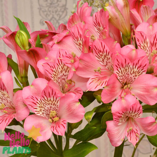 Alstroemeria 'Eliane' Princess Variety 6" Pot