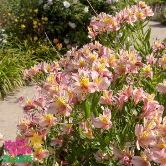 Alstroemeria 'Inca Husky' Peruvian Lily 6" Pot