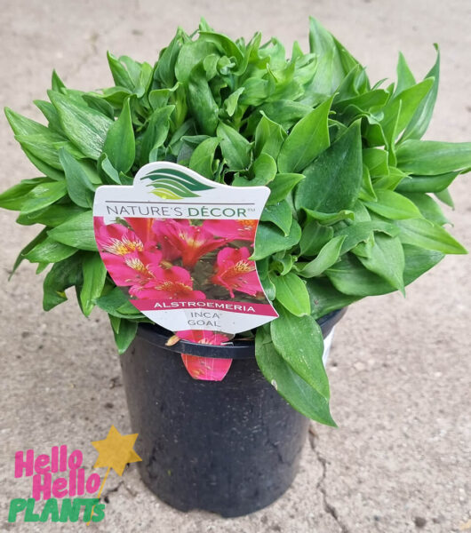 Alstroemeria 'Inca Goal' Peruvian Lily 6" Pot