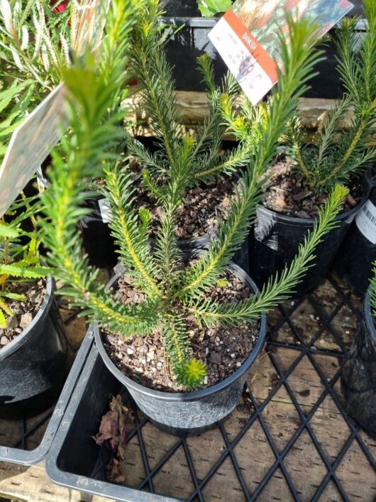 Banksia 'Little Eric' 6" Pot