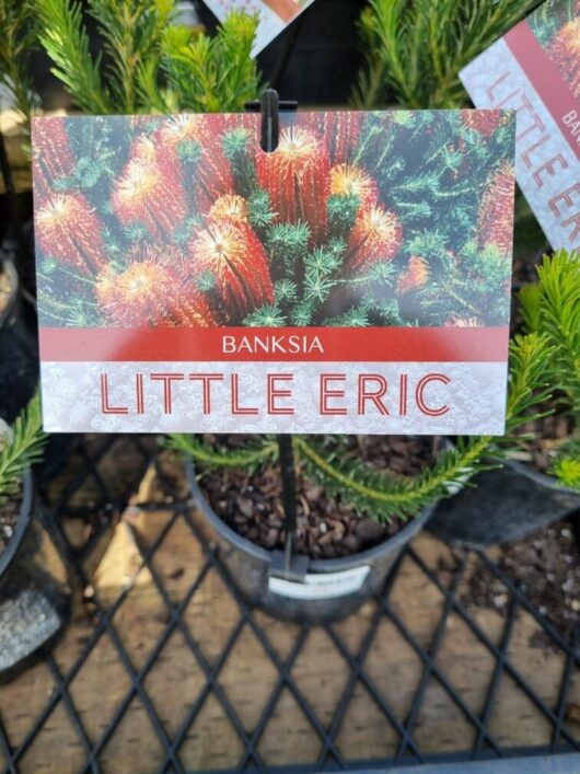 Banksia 'Little Eric' 6" Pot