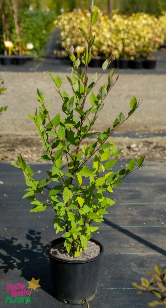 Hello Hello Plants Nursery Melbourne Victoria Australia Betula Nigra River Birch 20cm Pot