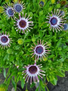 Osteospermum 'Spider White' African Daisy features spoon-shaped petal tips and is surrounded by lush green leaves.