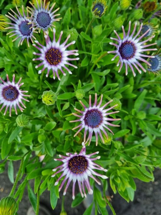 Osteospermum 'Spider White' African Daisy features spoon-shaped petal tips and is surrounded by lush green leaves.