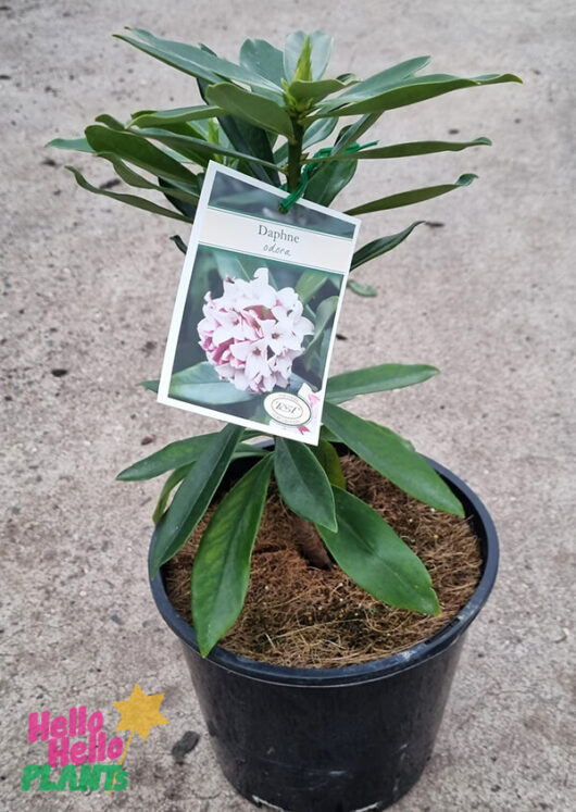 Daphne odora 'Pink' 8" Pot Growers Flash Sale!