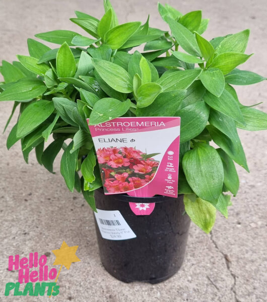Hello Hello Plants NL Alstroemeria ‘Eliane’ Princess Variety 6in pot