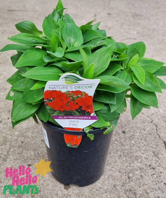 Hello Hello Plants NL Alstroemeria ‘Inca Fire’ Peruvian Lily 6in pot