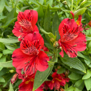 Hello Hello Plants NL Alstroemeria ‘Inca Fire’ Peruvian Lily flower