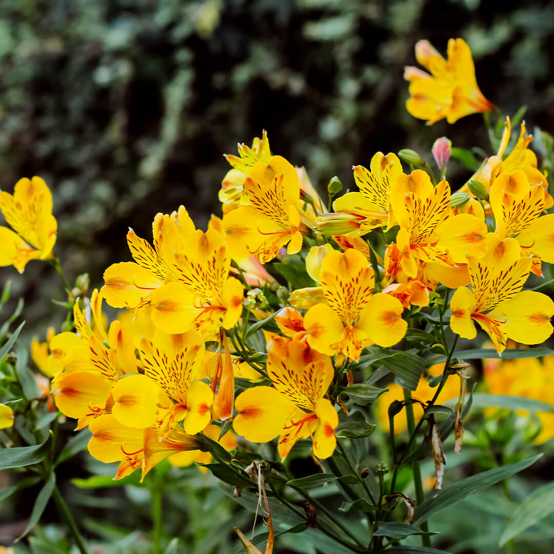 Alstroemeria Peruvian Lily