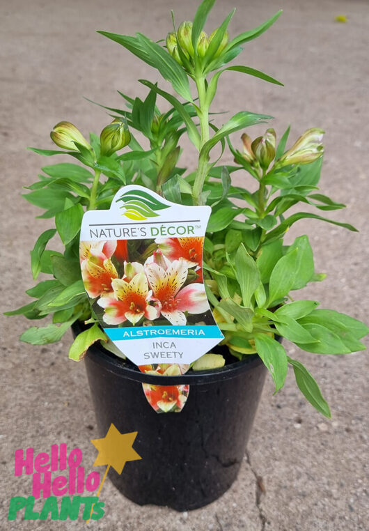 Hello Hello Plants NL Alstroemeria ‘Inca sweety' Peruvian Lily 6in pot