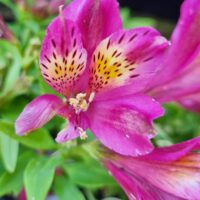 Close-up of Alstroemeria 'Inca Goal' Peruvian Lily in a 6" pot, featuring pink petals with yellow and dark speckled markings, surrounded by green leaves.