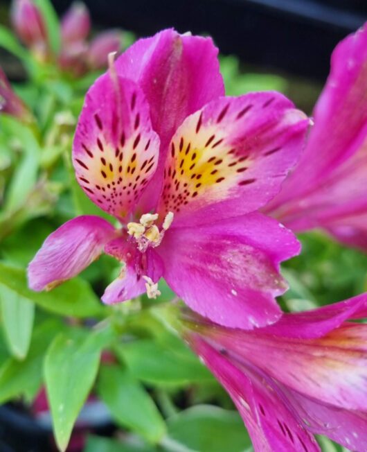Alstroemeria 'Inca Goal' Peruvian Lily 6" Pot