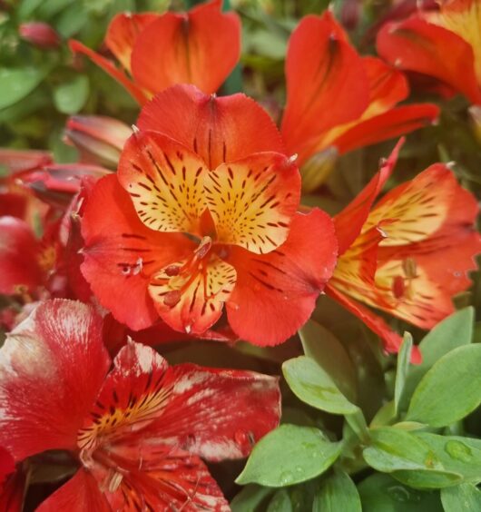 Alstroemeria 'Inca Safari' Peruvian Lily 6" Pot