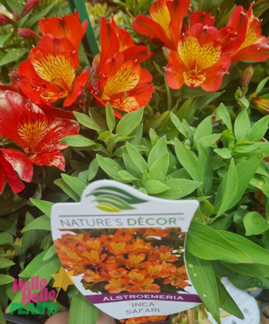 Alstroemeria 'Inca Safari' Peruvian Lily 6" Pot