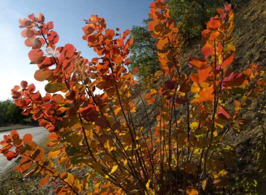 Cotinus 'Flame' Smoke Bush 16" Pot
