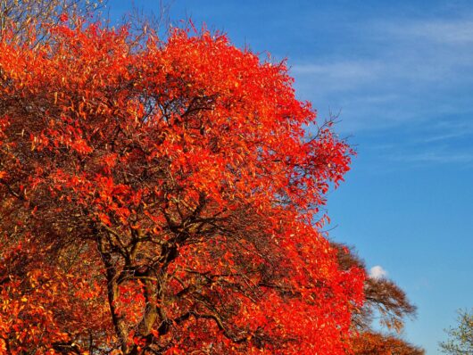 Nyssa 'Tupelo' Tree