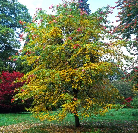 Nyssa 'Tupelo' Tree