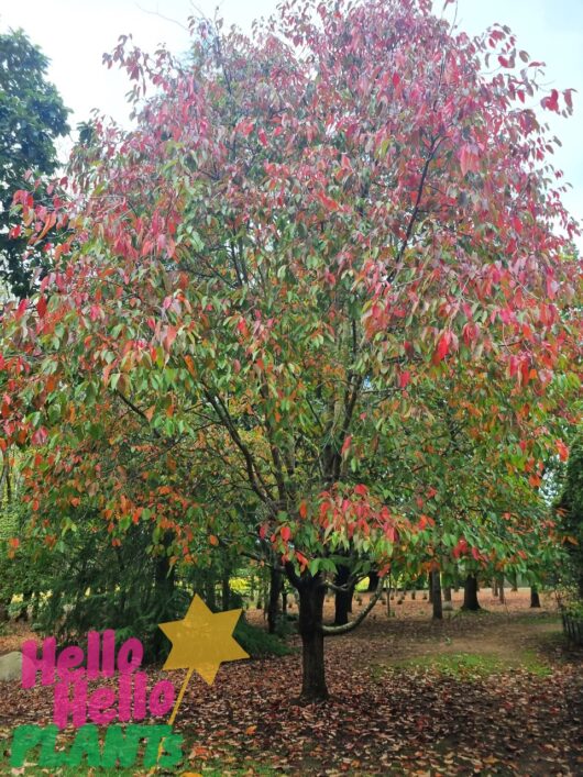 Nyssa 'Tupelo' Tree