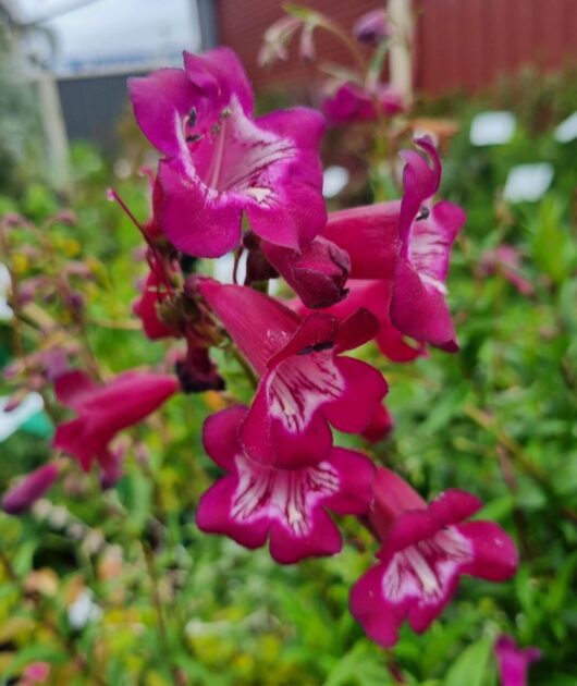 Penstemon 'Port Wine'