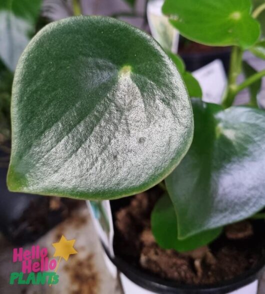 Peperomia 'Baby Rubber Plant'