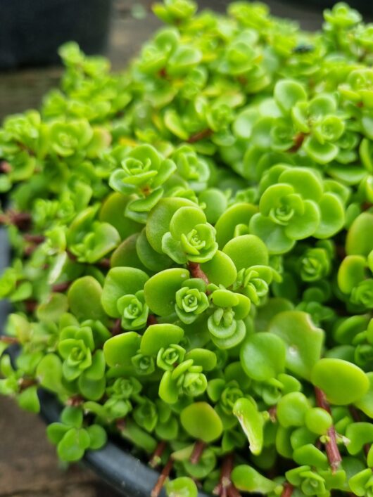 Sedum 'Green Fairy Cushion' 6" Pot