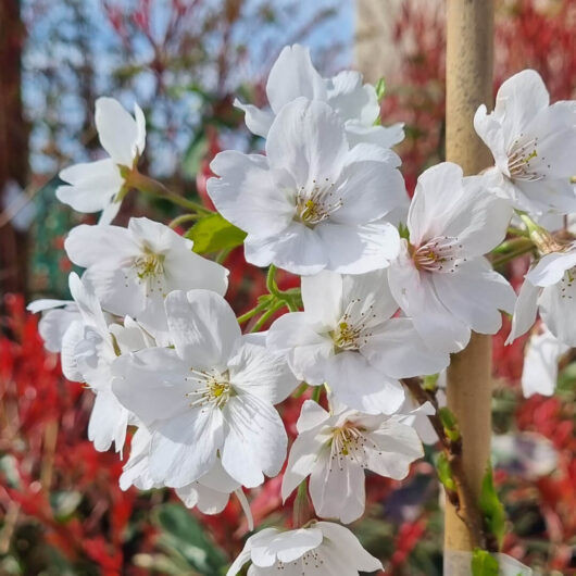Hello Hello Plants Prunus x yedoensis ‘Yoshino' Cherry Flower close up