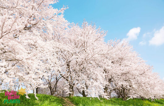 Japanese spring scenics with Yoshino cherry