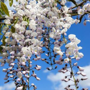 Hello Hello Plants Nursery Campbellfield Melbourne Victoria Australia Wisteria floribunda white wisteria flower