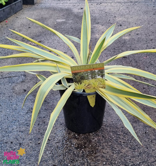 Yucca 'Citrus Twist' 8" Pot