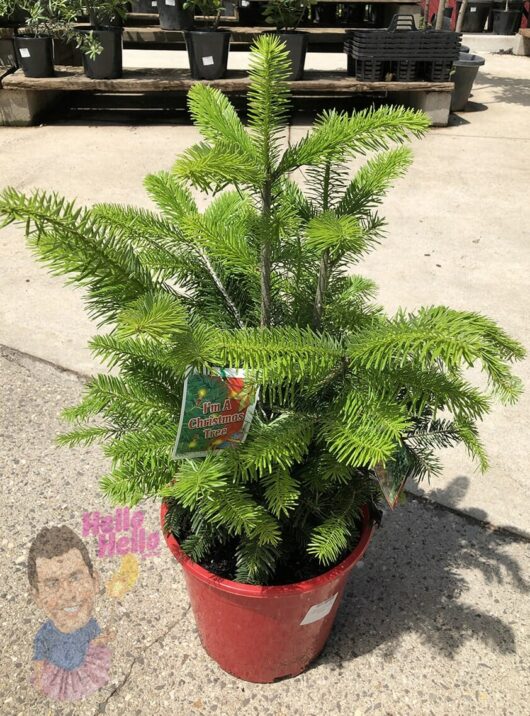 Abies 'Caucasian Fir' 10" Pot